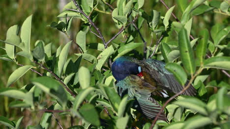 Purple-gallinule-preening-feathers-while-perched-in-a-bush,-Venice,-Florida