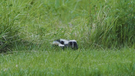 Pair-of-baby-skunks-hiding-in-the-grass