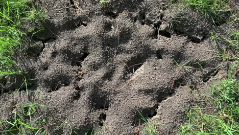 Hormigas-Arrastrándose-Por-La-Granja-De-Hormigas-En-La-Hierba-Desde-Arriba
