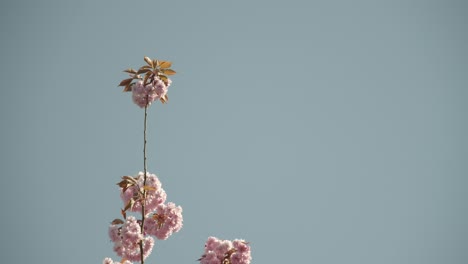 Zweig-Einer-Kirschblüte-Vor-Dem-Blauen-Himmel-An-Einem-Sonnigen-Tag-4k-60fps