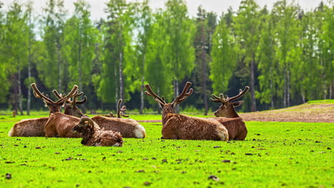 Shot-of-herd-of-reindeers-resting-grazing-along-with-a-goat-on-the-outskirts-of-a-forest-in-timelapse