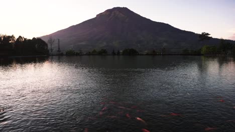 Aerial-wide-shot-of-lake-with-swimming-fish-and-MOUNT-SUMBING-Volcano-in-background-during-sunrise