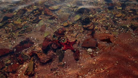 High-angle-view-of-a-Protoreaster-nodosus-or-seastar-among-the-rocks-in-shallow-seawater-during-a-bright-summer-day