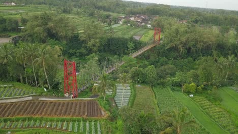 Vista-Aérea-Que-Muestra-El-Puente-Colgante-En-Una-Zona-Tropical-Con-Plantaciones-De-Hortalizas-En-El-Valle---Puente-Jokowi,-Indonesia