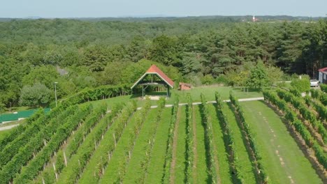 Luftaufnahme-Von-Weinfeldern-Auf-Den-Hügeln,-Wachsende-Reihen-Von-Trauben