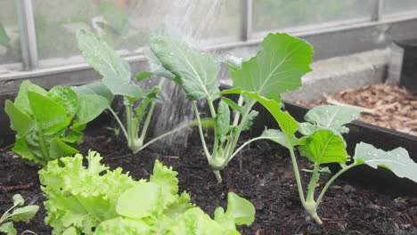 Watering-small-homegrown-Kohlrabi-plant-in-the-garden-with-watering-can