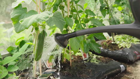 Watering-organic-homegrown-cucumber-in-the-greenhouse-in-the-garden