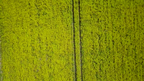 Aerial-flyover-blooming-rapeseed-field,-flying-over-yellow-canola-flowers,-idyllic-farmer-landscape,-beautiful-nature-background,-sunny-spring-day,-birdseye-drone-shot-moving-backward