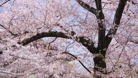 Blooming-Sakura-Cherry-Tree,-Pink-Blossom-in-Branches,-Panning-Right
