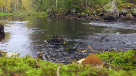 Stativaufnahme-Eines-Schönen-Herbstfarbenen-Flussufers-In-Finnland