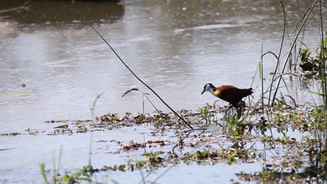 Footage-of-an-African-Jacana-walking-on-the-water-plants-feeding-in-the-shallow-water-in-a-national-park-in-South-Africa