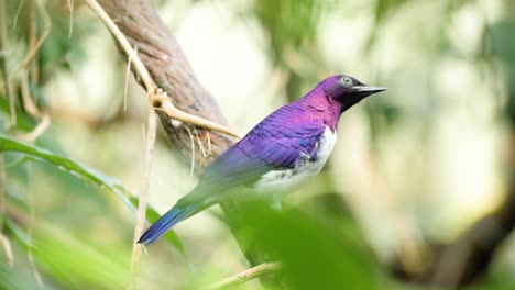 Close-up-shot-of-male-violet-backed-starling-sitting-on-branch-and-flying-down