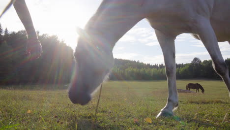 Low-to-the-ground-shot-of-a-man-touching-and-bonding,-with-a-white-horse,-sun-flares-in-the-background,-on-a-sunny-day,-in-Tyreso,-Sweden