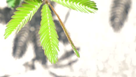 Close-up-shot-of-sensitive-plant-fold-its-leaf-when-being-touched