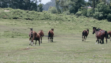Wild-horse-galloping-toward-its-herd-on-plain