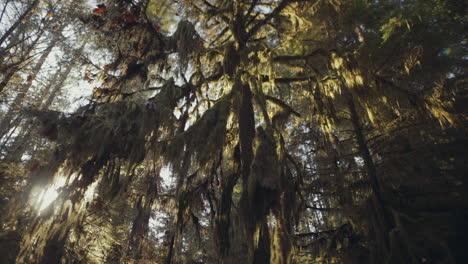 árbol-De-Cedro-Antiguo-Cubierto-De-Musgo,-Parque-De-La-Catedral-En-La-Isla-De-Vancouver,-Plano-General