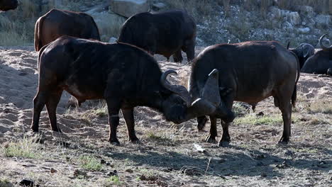 Two-Male-African-Cape-Buffalo-Size-Each-Other-Up-by-Sparring