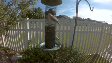 House-finches-flying-in-slow-motion-and-eating-from-a-sunflower-seed-feeder