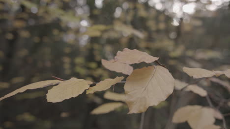 Panning-Down-To-Reveal-Beautiful-Gold-Autumn---Fall-Leaves,-In-Slow-Motion---Ungraded
