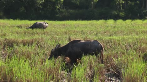 Büffel,-Thailand