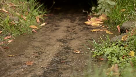 Clear-freshwater-splashing-pebble-ripples-stream-in-autumn