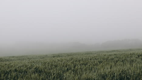 Windy-and-foggy-field-in-normandy-in-slow-motion