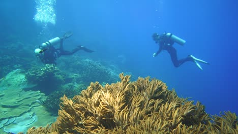 Camera-glides-over-a-healthy-coral-reef-in-indonesia-and-discover-some-divers-in-the-end