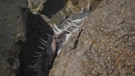 A-crab-eats-a-dead-iguana-on-a-rocky-beach-in-Aruba