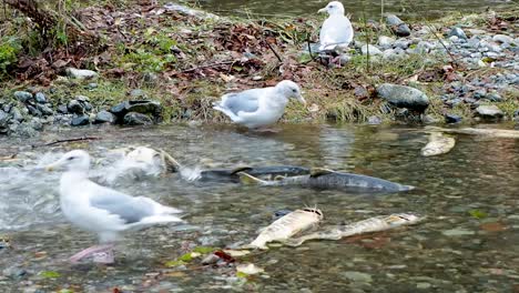 Sea-gulls-eating-dead-salmon-in-river-with-live-salmon-moving