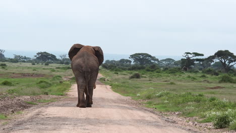 African-Elephant-big-bull-sauntering,-on-a-road,-back-view-shot,-Amboseli-N