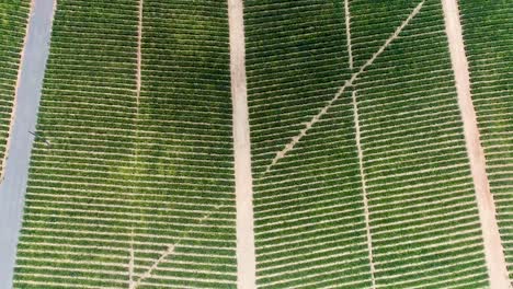 Ananasfarm-Luftaufnahme-Ananasplantage-Luftaufnahme-4k-50fps-Aufnahme-Auf-DJI-Pt4