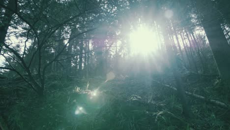 Cycling-past-ridge-within-forest-sun-flare