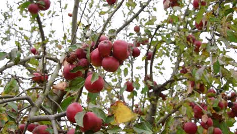 Manzanas-Rojas-En-La-Rama-De-Un-Manzano
