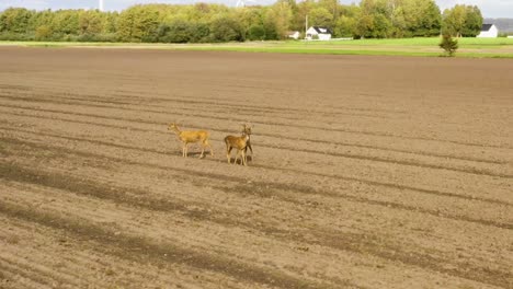 Three-deers-standing-on-dirt-field-scratching-each-other