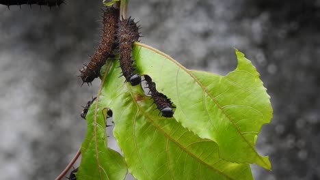 group-of-caterpillars-eating-leafs