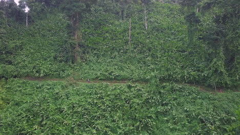 Hiker-man-walking-alone-through-rainforest-in-Costa-Rica,-Aerial-push