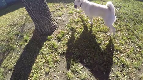 SLOW-MOTION---White-Husky-dog-play-with-a-rope-bone-in-the-back-yard-of-a-home