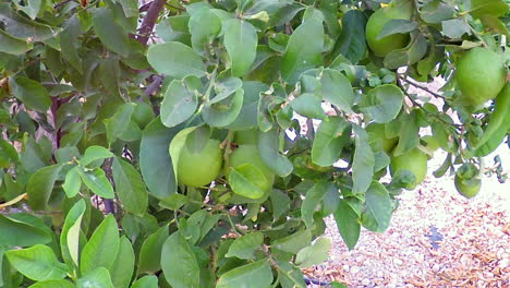 Limones-Verdes-En-El-Campo