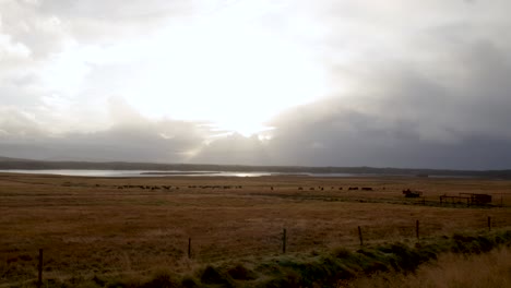 Wide-Pan-of-Icelandic-Horse-Fields