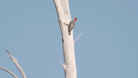 Pájaro-Carpintero-De-Vientre-Rojo-Picoteando-En-El-árbol-Con-El-Cielo-Azul-En-El-Fondo
