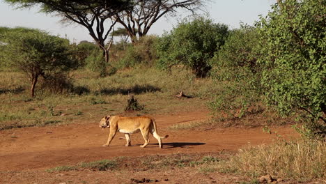 A-Lioness-Walking-Across-a-Dirt-Road-in-the-Serengeti-in-Africa,-Slow-Motion