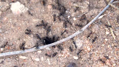 ant-hole-in-the-dirt