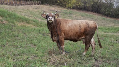 Large-brown-cow-in-field-looking-at-camera