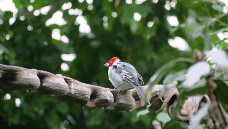 Close-up-shot-of-red-cowled-cardinal-sitting-on-curvy-branch