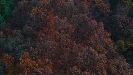 Fliegen-über-Bunte-Bäume-In-Einem-Wald-Im-Herbst