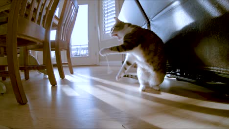 Cute-house-cat-playing-with-string-in-slow-motion