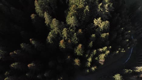 AERIAL:-Tilt-down-drone-shot-of-boreal-forest-in-the-alps,-daytime