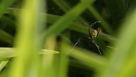 Reis-Und-Libelle-Am-Frühen-Morgen-In-Der-Provinz-Surin,-Thailand