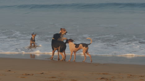 A-Pack-of-Dogs-Playing-on-Sandy-Agonda-Beach,-Canacona,-Goa,-India