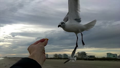 Bird-eats-out-of-a-man's-hand-in-slow-motion-on-a-cloudy-beach